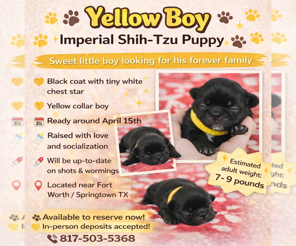 Medium Photo #1 Shih Tzu Puppy For Sale in SPRINGTOWN, TX, USA