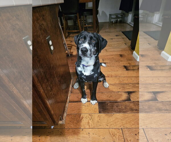 Medium Photo #1 Labrador Retriever-Unknown Mix Puppy For Sale in Woodland, CA, USA