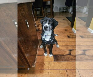 Labrador Retriever-Unknown Mix Dogs for adoption in Woodland, CA, USA