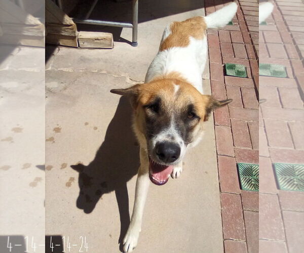 Medium Photo #3 Mutt Puppy For Sale in Apple Valley, CA, USA