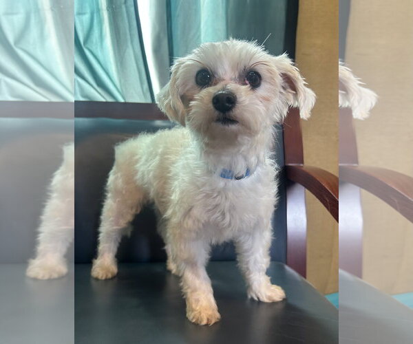 Medium Photo #3 Maltese Puppy For Sale in Pacolet, SC, USA