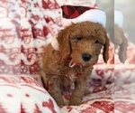 Small #11 Goldendoodle (Miniature)