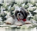 Small Photo #7 Havanese Puppy For Sale in LAKELAND, FL, USA