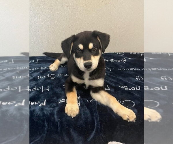 Medium Photo #3 Siberian Husky-Unknown Mix Puppy For Sale in Osgood, IN, USA
