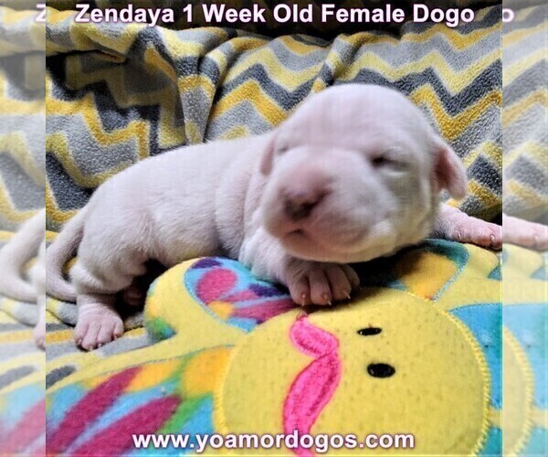 Medium Photo #7 Dogo Argentino Puppy For Sale in JANE, MO, USA
