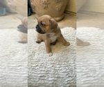 Small #5 American Bullnese-French Bulldog Mix