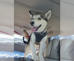Small #2 Siberian Husky