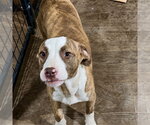 Small #3 Mutt
