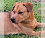 Small #2 Labrador Retriever Mix