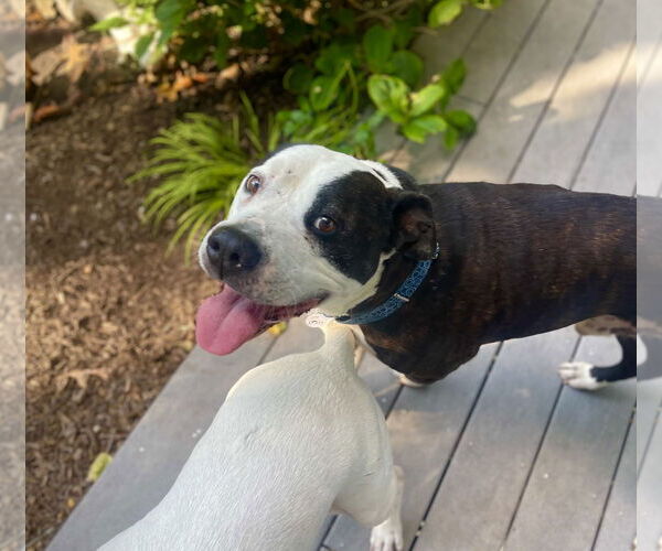 Medium Photo #18 Mutt Puppy For Sale in Mount Laurel, NJ, USA