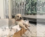 Small Photo #3 Golden Retriever Puppy For Sale in MAGNOLIA, TX, USA