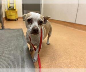 Chihuahua Dogs for adoption in Martinez, CA, USA