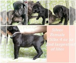 Small Photo #5 Cane Corso Puppy For Sale in MANTON, MI, USA