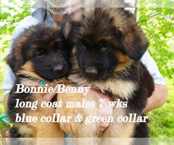 Medium Photo #40 German Shepherd Dog Puppy For Sale in CHRISNEY, IN, USA