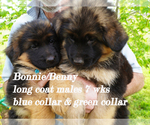 Small Photo #40 German Shepherd Dog Puppy For Sale in CHRISNEY, IN, USA