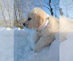 Puppy 7 Golden Retriever