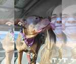 Small #13 American Staffordshire Terrier-Bulldog Mix