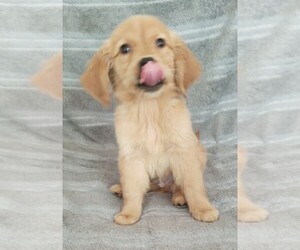Golden Retriever Dog for Adoption in STATEN ISLAND, New York USA