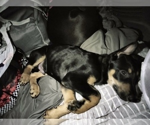 Doberman Pinscher-German Shepherd Dog Mix Puppy for sale in SAN DIEGO, CA, USA