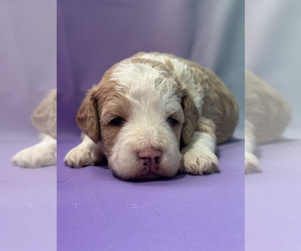 Medium Photo #7 Bernedoodle (Miniature) Puppy For Sale in LONGMONT, CO, USA