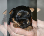 Small Photo #5 Yorkshire Terrier Puppy For Sale in ALLEN, TX, USA