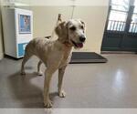 Small Poodle (Standard) Mix
