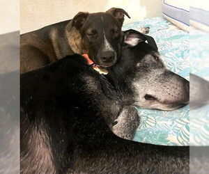 Mutt Dogs for adoption in Oklahoma City, OK, USA