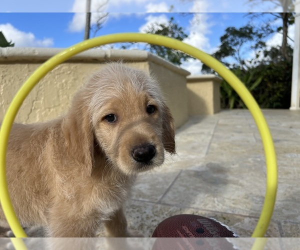 Medium Photo #9 Labradoodle Puppy For Sale in FORT LAUDERDALE, FL, USA