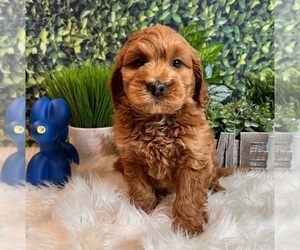 Goldendoodle (Miniature) Puppy for sale in INDIANAPOLIS, IN, USA