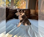 Puppy 1 Pomsky