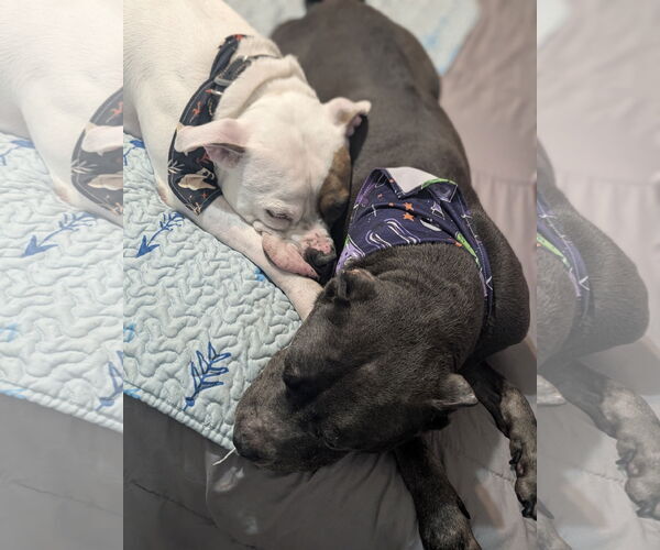 Medium Photo #7 American Staffordshire Terrier-Boxer Mix Puppy For Sale in Caribou, ME, USA