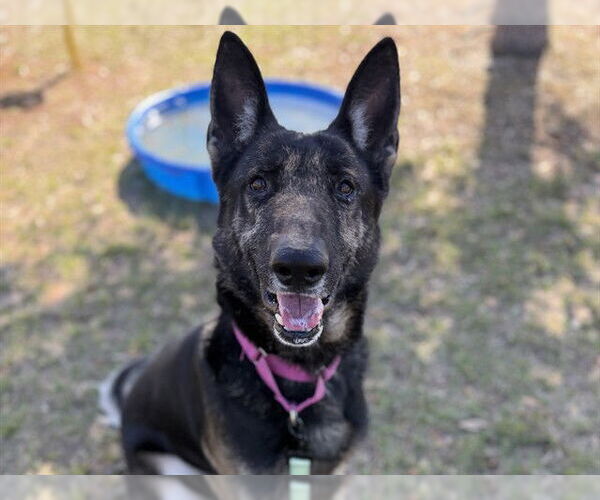 Medium Photo #2 German Shepherd Dog Puppy For Sale in Tavares, FL, USA
