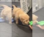 Small #3 Golden Retriever