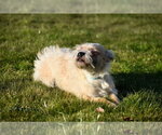 Small Photo #10 Cairn Terrier-Unknown Mix Puppy For Sale in Arlington, WA, USA