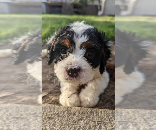 Medium Photo #10 Cavapoo Puppy For Sale in SUMMERVILLE, SC, USA