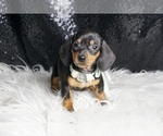 Small #2 Dachshund