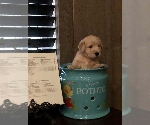 Medium Photo #5 Labradoodle Puppy For Sale in ROBERTA, GA, USA
