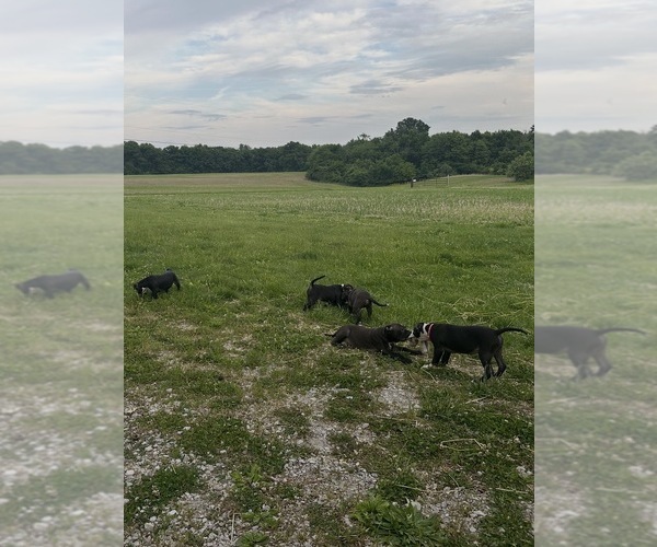 Medium Photo #7 Bullypit Puppy For Sale in BETHALTO, IL, USA