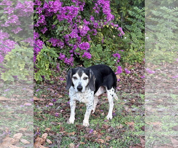 Medium Photo #1 Beagle Puppy For Sale in Tampa, FL, USA
