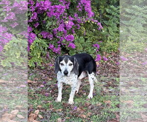 Beagle Dogs for adoption in Tampa, FL, USA