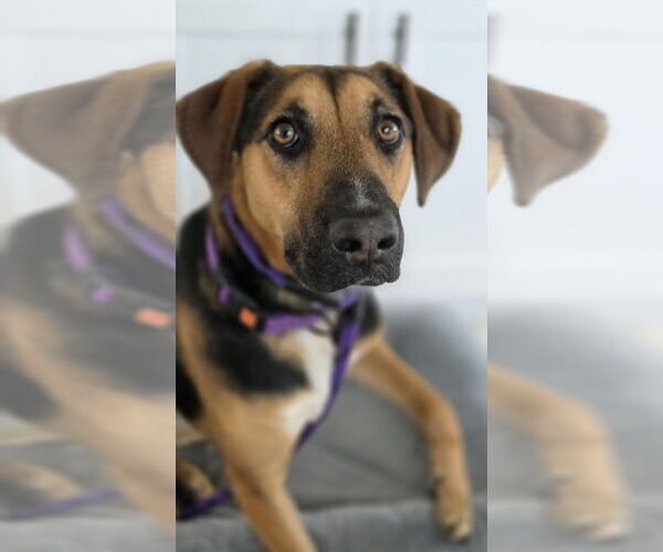 Medium Photo #10 Mutt Puppy For Sale in Rockaway, NJ, USA