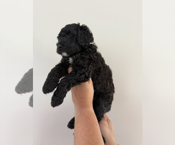 Medium Photo #4 Bernedoodle Puppy For Sale in MOULTON, AL, USA