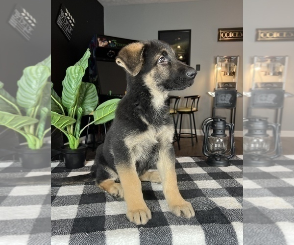 Medium Photo #6 German Shepherd Dog Puppy For Sale in FRANKLIN, IN, USA