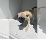 Small Pug Mix