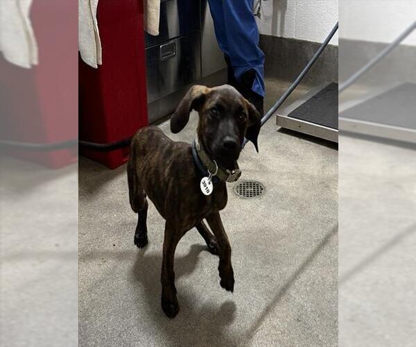 Medium Photo #1 Plott Hound Puppy For Sale in Forestville, MD, USA