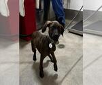 *KENNY - Male Plott Hound Dog for Adoption - Small photo