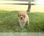 Small #1 Goldendoodle-Poodle (Miniature) Mix