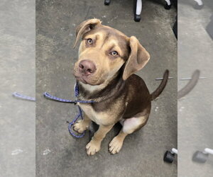 Mutt Dogs for adoption in Evansville, IN, USA