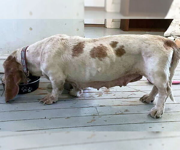 Medium Photo #3 Basset Hound Puppy For Sale in Deepwater, NJ, USA