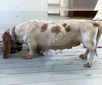 Small #2 Basset Hound